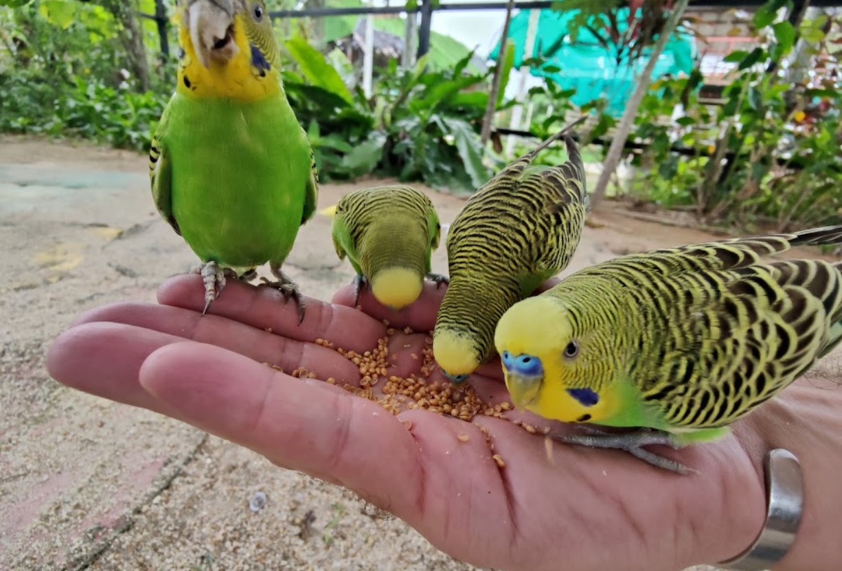 Memberi Makan Haiwan11