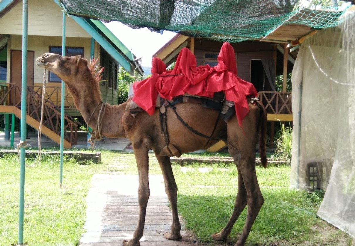 Menunggang Unta