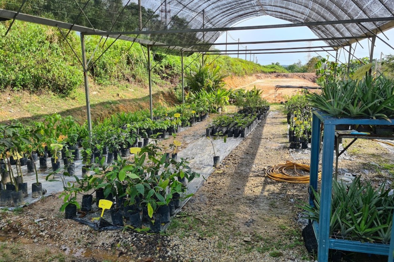 Menyiasat-dan-Belajar-Menanam-Buah Menyiasat dan Belajar Menanam Buah