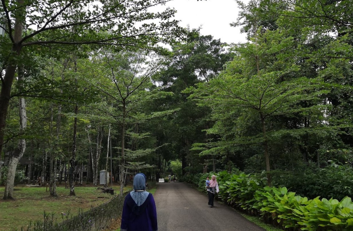 berjalan-mengelilingi-hutan berjalan mengelilingi hutan