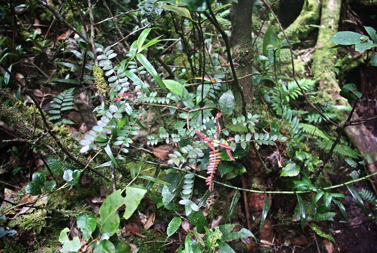 Mengamati Flora dan Fauna