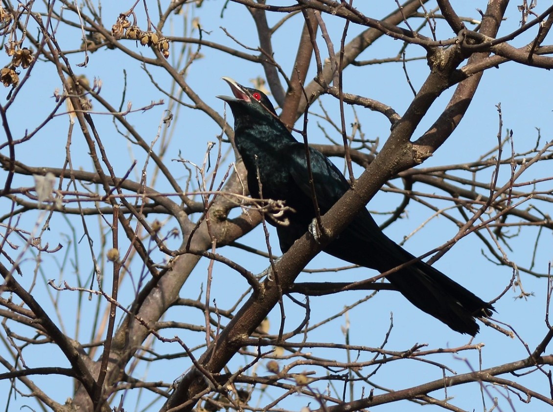 Pengamatan-Burung Pengamatan Burung