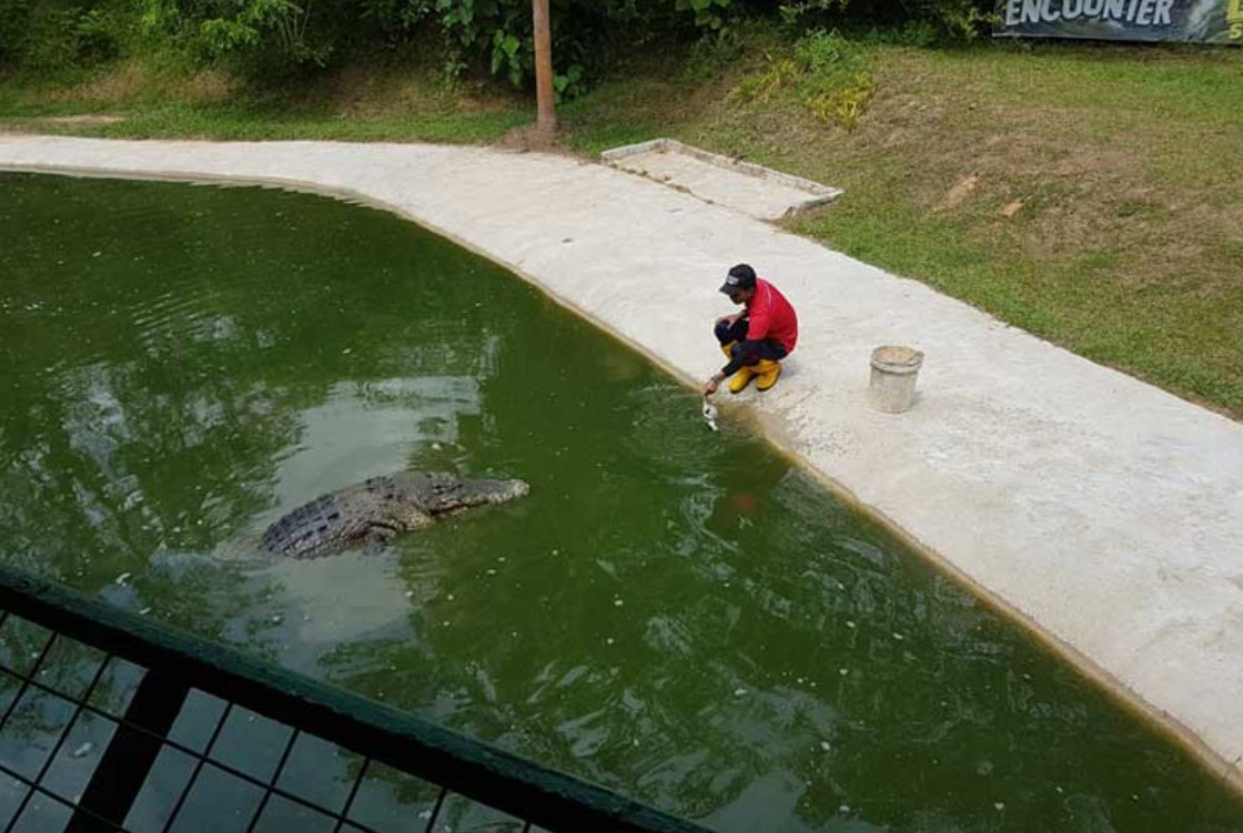 Memberi Makan Buaya