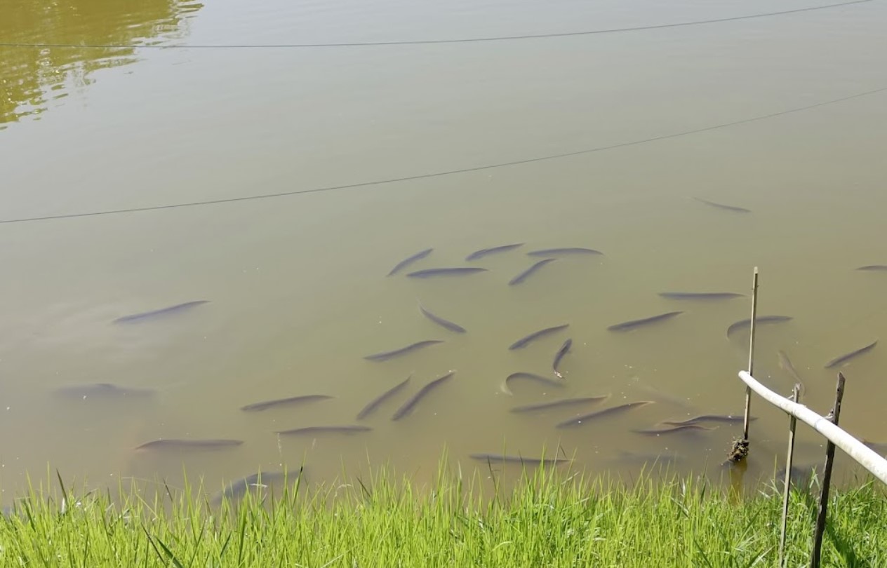 Stesen Arowana