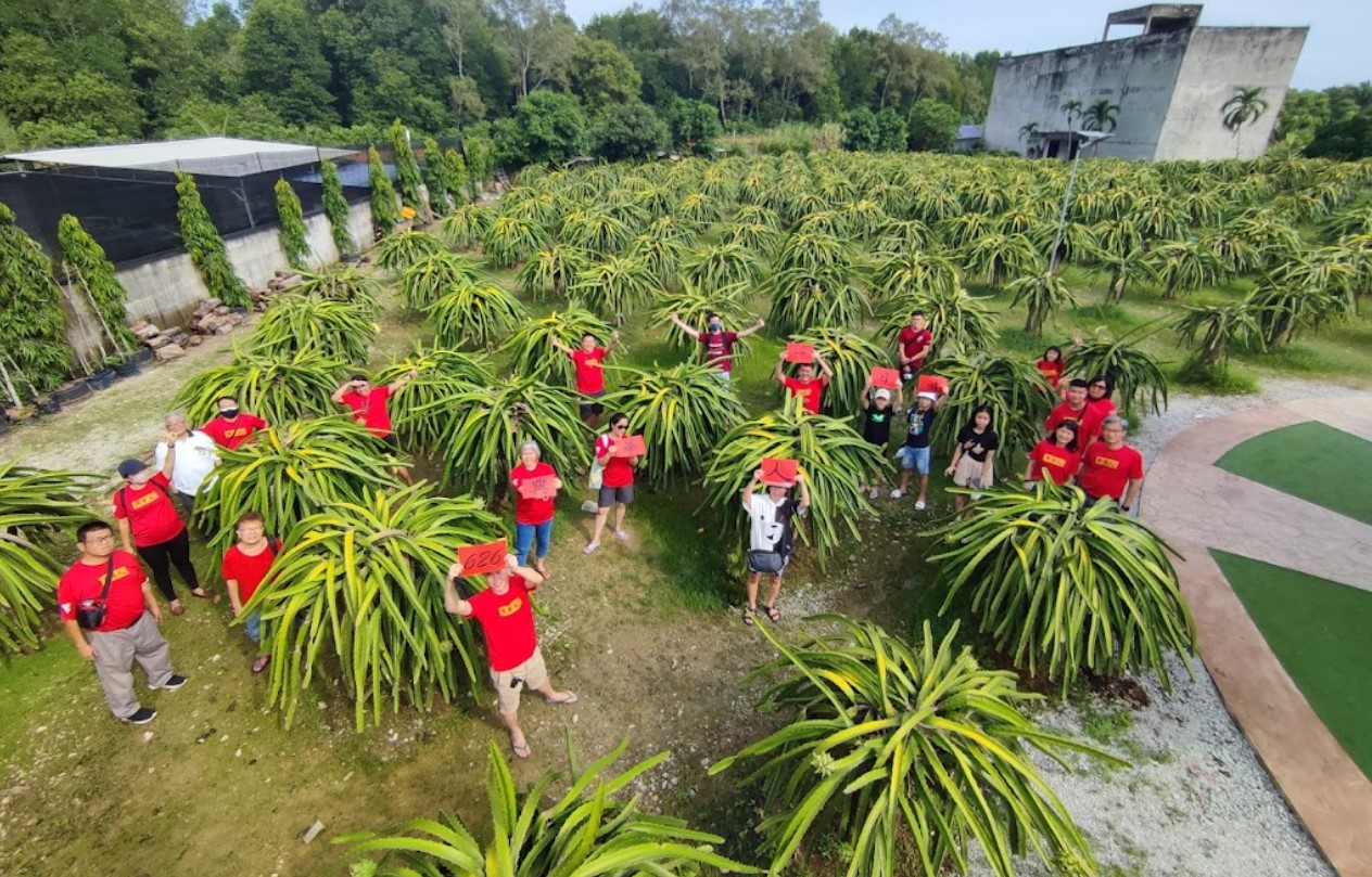 Menanam Pokok Buah Naga Sendiri
