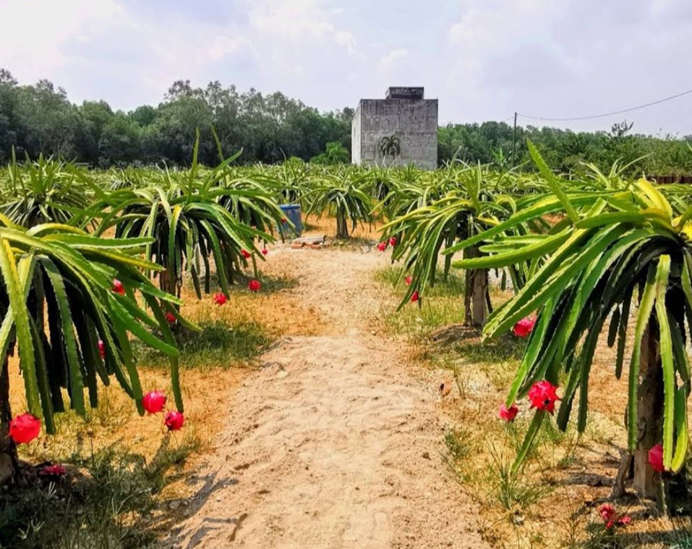 Menerokai Kecantikan Buah Naga